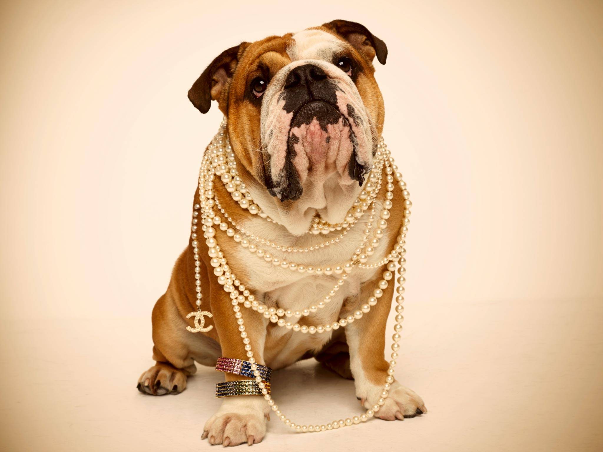 Paws & Pearls seeks event volunteers